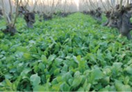 [連鎖餐飲加盟]如意餛飩：薺菜蝦仁餛飩，春日滿滿的一碗幸福